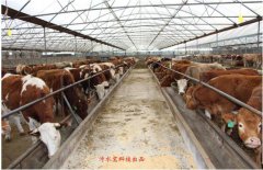 牛糞的營(yíng)養(yǎng)價(jià)值以及六種用途(圖) 牛糞的營(yíng)養(yǎng)價(jià)值以及六種用途(圖)